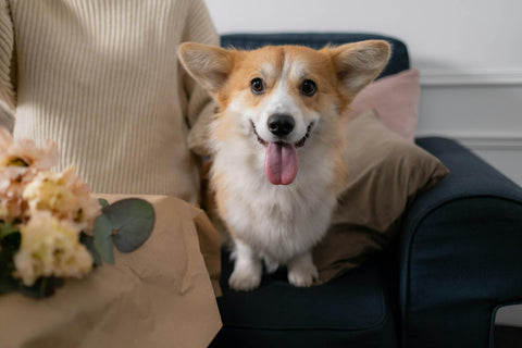 UNVEIL PET LUXURY